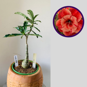 1111 02 Rosa do Deserto Lm 58