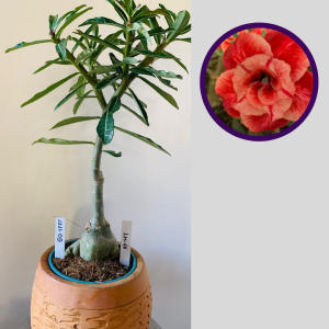 1111 05 Rosa do Deserto Lm58