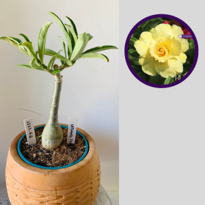 1111 62 Rosa do Deserto Ultimate Yellow