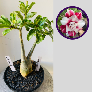 2711 26 Rosa do Deserto Mangosteen