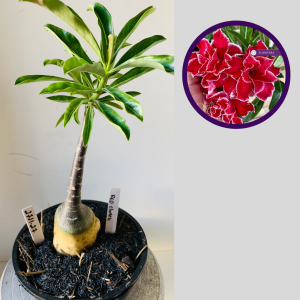 2711 27 Rosa do Deserto Red Cloack