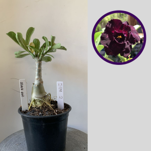 2911 2 Rosa do Deserto Black Evil