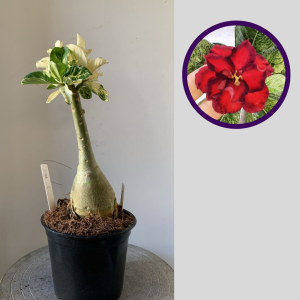 2911 6 Rosa do Deserto Variegata 500