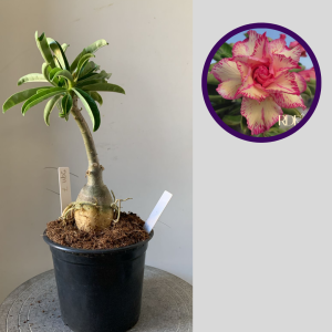 2911 7 Rosa do Deserto Filo