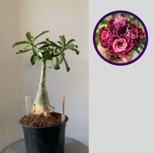 2911 8 Rosa do Deserto Saturno
