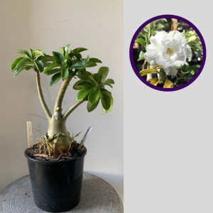 2911 9 Rosa do Deserto White Angel