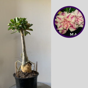 2911 10 Rosa do Deserto Maga