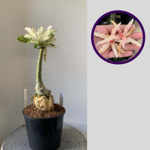 2911 12 Rosa do Deserto Beauty Variegata