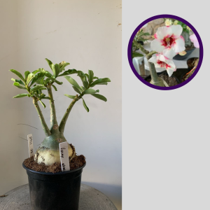 2911 23 Rosa do Deserto Lucky White