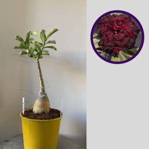 2911 26 Rosa do Deserto Bloody Ruby