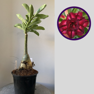 2911 27 Rosa do Deserto Lm 50