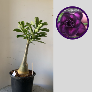 2911 28 Rosa do Deserto Purple Neon