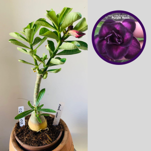 0212 02 Rosa Do Deserto Purple neon