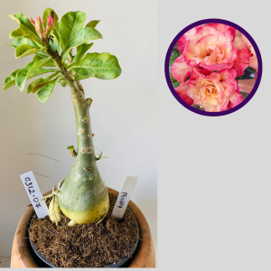0312 07 Rosa do Deserto Peony