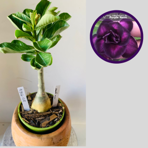 0312 08 Rosa do Deserto Purple neon