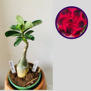 0312 26 Rosa do Deserto Lady dy