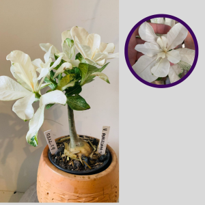 0312 29 Rosa do Deserto Variegata Porcelana
