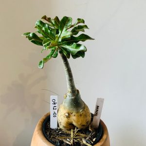 0412 01 Big Caudex Akashi