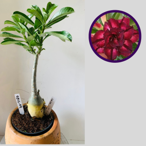 0512 09 Rosa do Deserto Lm 50