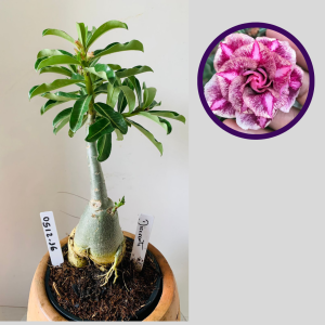 0512 16 Rosa do Deserto Diferente