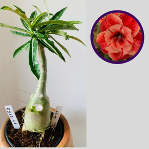 0512 26 Rosa do Deserto Lm58