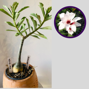 0512 92 Rosa do Deserto A Thousand Years