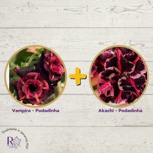 Rosa do Deserto Combo Akachi + Vampira (Podadinhas) - Podadinhas - RDF Fortaleza