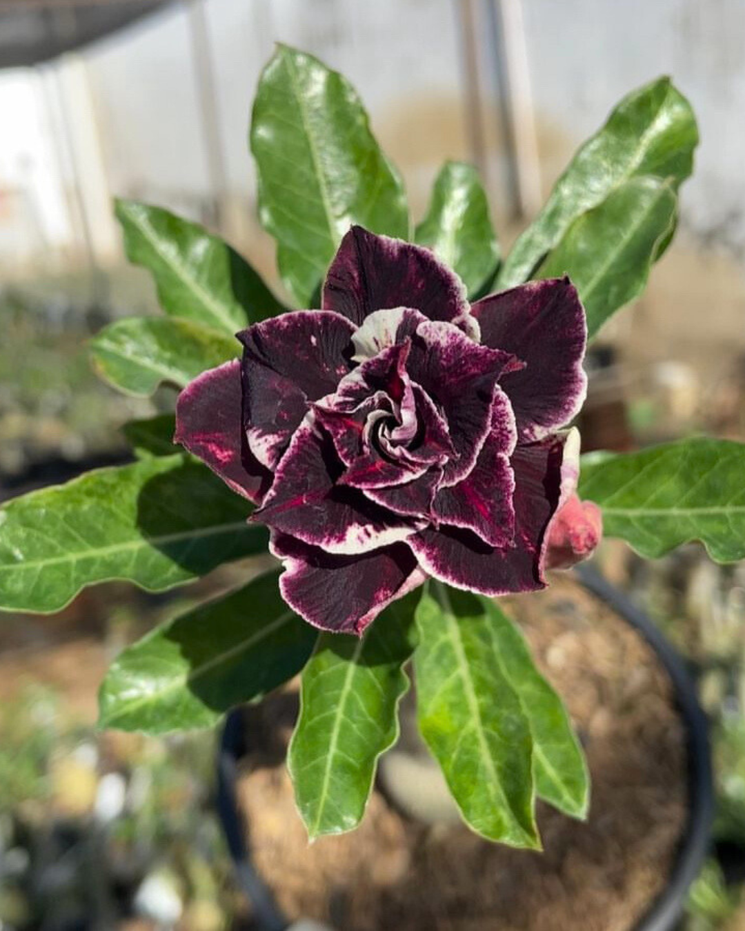 Pré Venda - Rosa Do Deserto Lilac Frost - Imagem 3