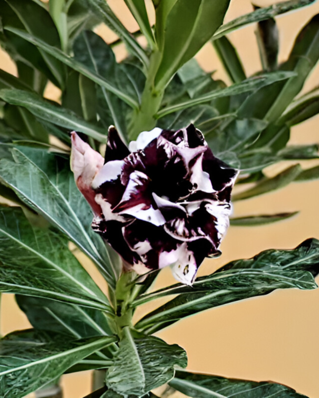 Pré Venda - Rosa Do Deserto Lilac Frost - Imagem 5