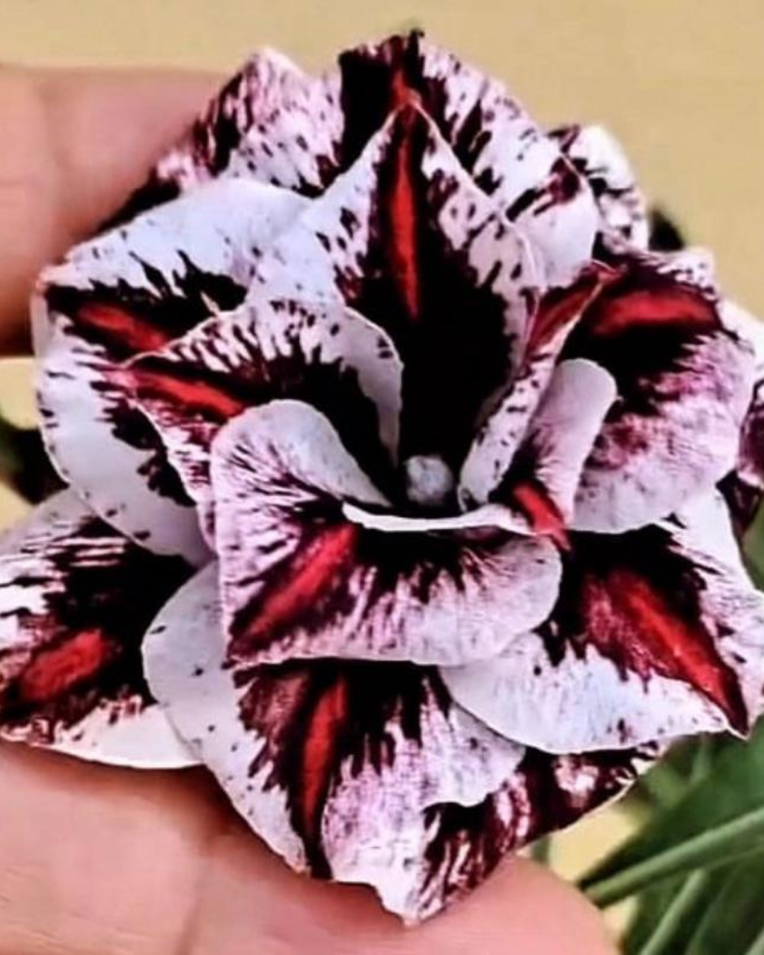Pré Venda - Rosa Do Deserto Lilac Frost - Imagem 6