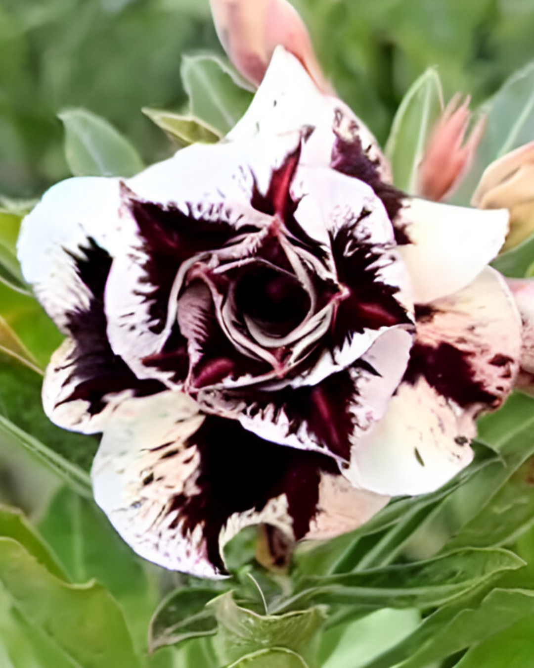 Pré Venda - Rosa Do Deserto Lilac Frost - Imagem 7