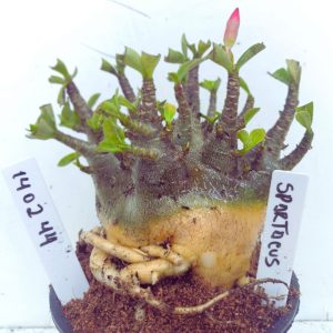 1402 44 Arabicum RDF Spartacus  (Pote 15)