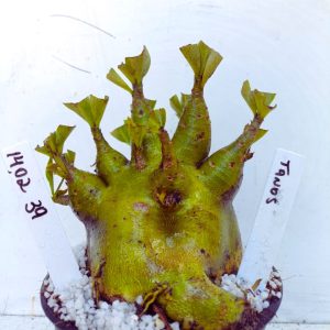 1402 39 Arabicum  RDF Tanos (Pote 15)