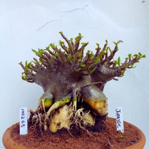 1402 03 Arabicum RDF Jurassic (Adulta)