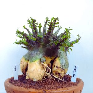 1402 04 Arabicum RDF Thor (Adulta)