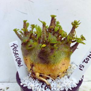 1402 51 Arabicum RDF Poseidon (Pote 15)