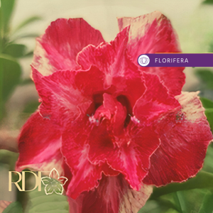 Rosa do Deserto Baby - Rosa do Deserto Miss Dior - RDF Baby - RDF Fortaleza