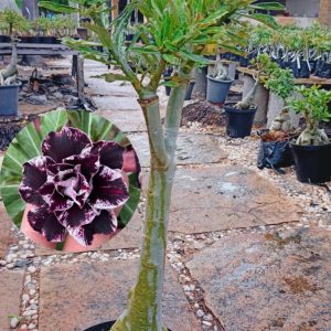 2603 12 Anaconda Lilac Frosty