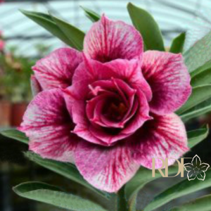 Rosa do Deserto Podadinha - Rosa do Deserto Hexagon Gem (Mesclada) - Podadinhas - RDF Fortaleza