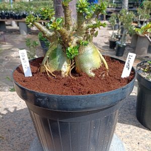0104 06 Arabicum Leviatã Adulta