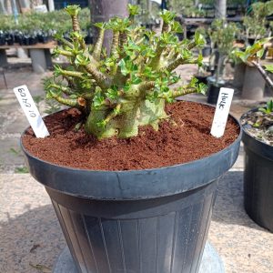 0104 09 Arabicum Hulk Adulta