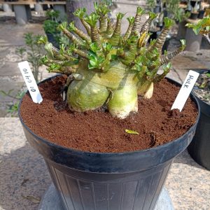 0104 10 Arabicum Hulk Adulta