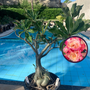 Rosa do Deserto 1504 16 Baobá Peony - Linha Baobá - RDF Fortaleza