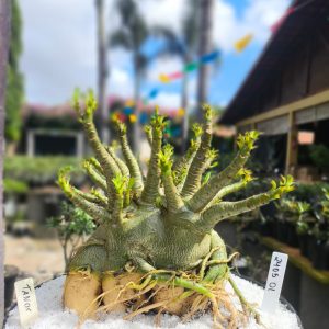 2405 01 Arabicum Tanos  Adulta