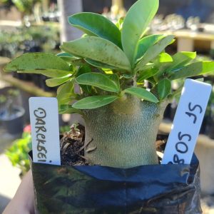 2805 15 Arabicum Dackseid F2 12 meses