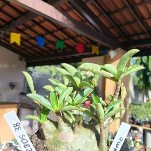 2805 38 Arabicum Dynamo F2 12 meses