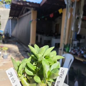 2805 10 Arabicum Star wars F2 12 meses