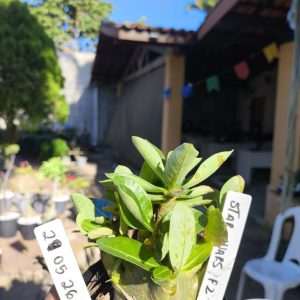2905 26 Arabicum Star Wars F2 12 meses