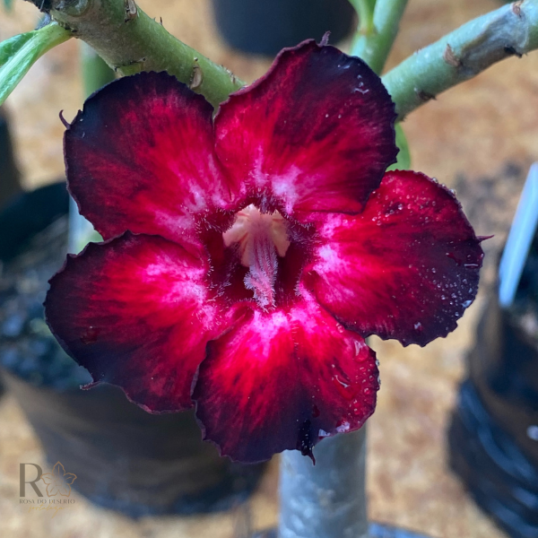 Baby - Rosa do Deserto Black Swan II - Imagem 3