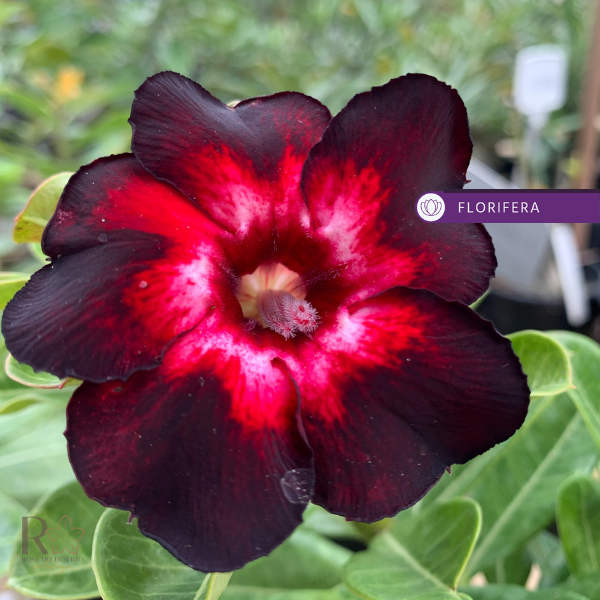 Rosa do Deserto Baby - Rosa do Deserto Black Swan II - RDF Baby - RDF Fortaleza